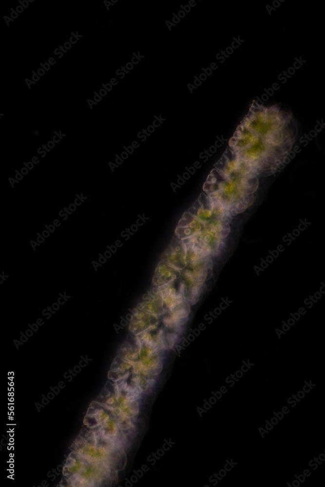 Study of protozoa and plant cells under the microscope for education ...