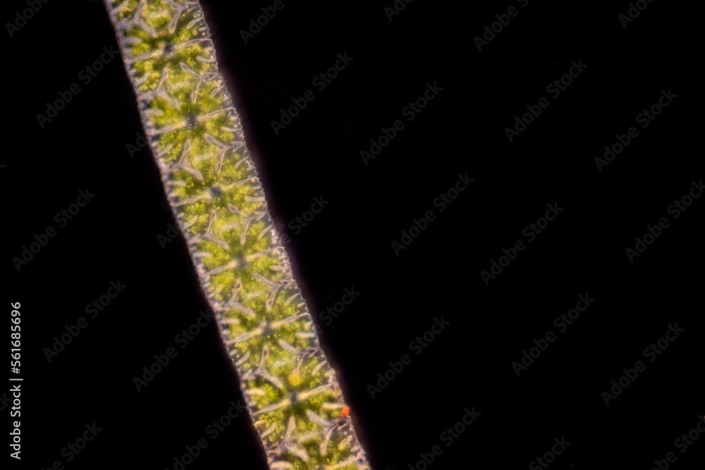 Foto de Study of protozoa and plant cells under the microscope for ...