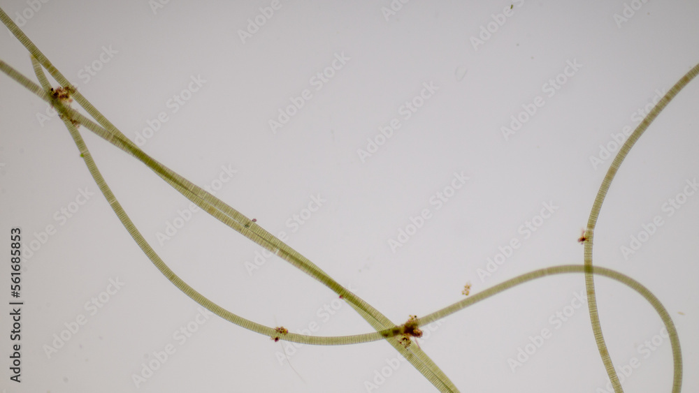 Study of protozoa and plant cells under the microscope for education ...