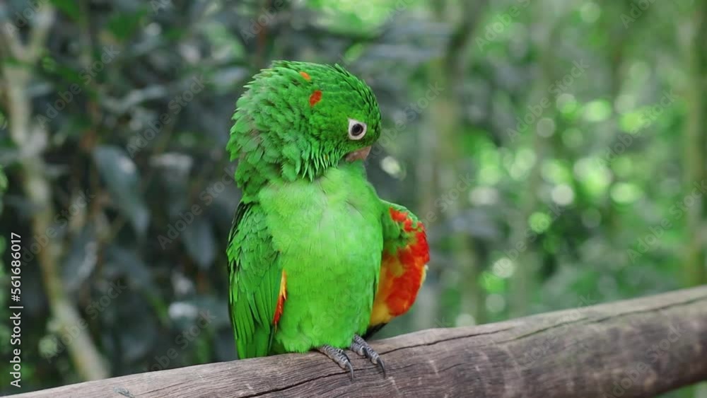 Beautiful and colorful green parrot grooming itself in a branch. Parque das Aves, in Brasil Beautiful and colorful green parrot grooming itself in a branch. Parque das Aves, in Brasil