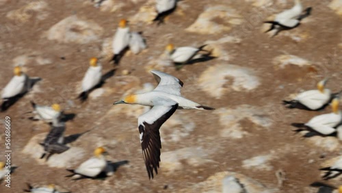 Ganet bird in flight over large nesting colony, Muriwai New Zealand. Tracking shot in slow motion. photo