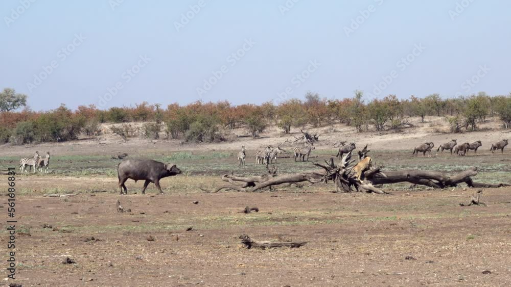 African Lion (Panthera leo)  running away from approaching herd of Buffalo (Syncerus caffer) SlowMotion