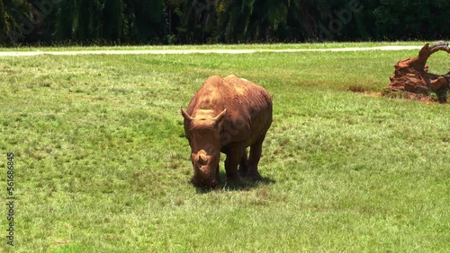 Herbivore large land animal, southern white rhinoceros, ceratotherium simum simum covered in mud, foraging and grazing on the open meadows at midday on a burning hot sunny day, close up shot. photo