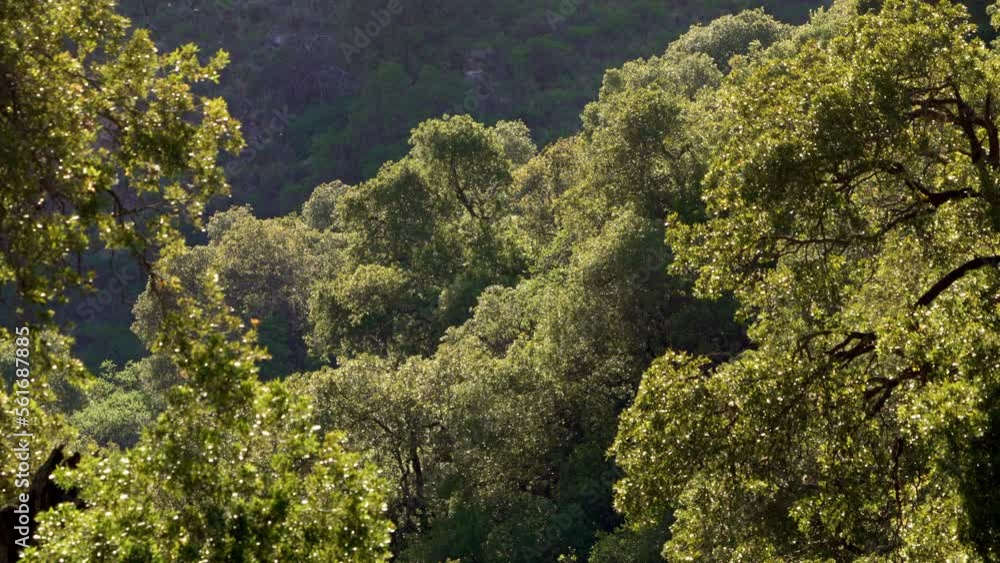 Forest in the Sierras of Merlo, San Luis, during the early morning hours of summer showcasing the stunning natural beauty of the area in the summer. 4k. Fixed shot Forest in the Sierras of Merlo, San Luis, during the early morning hours of summer showcasing the stunning natural beauty of the area in the summer. 4k. Fixed shot