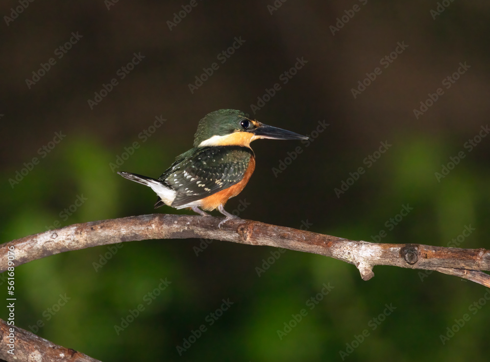 Fototapeta premium The American pygmy kingfisher (Chloroceryle aenea)