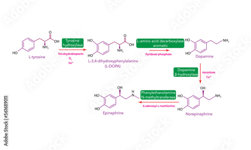 Biosynthesis of catecholamines  photo