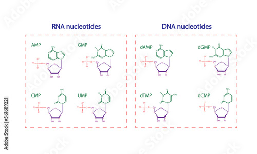 DNA and RNA Nucleotides