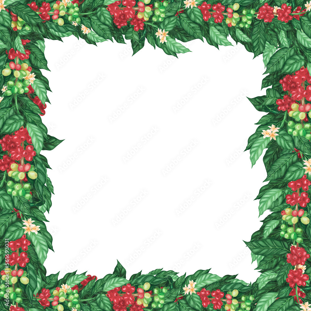 Square frame red coffee arabica beans and flowers on branch isolated on white. Watercolor hand drawn llustration Square frame red coffee arabica beans and flowers on branch isolated on white. Watercolor hand drawn llustration