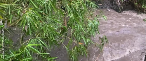 Bamboo trees on the banks of a flooded river