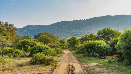 Fototapeta Naklejka Na Ścianę i Meble -  A dirt safari road runs through the jungle. Ruts are visible on the soil. There are lush bushes and trees on the roadsides. Ahead, against the blue sky, a mountain. India. Sariska National Park