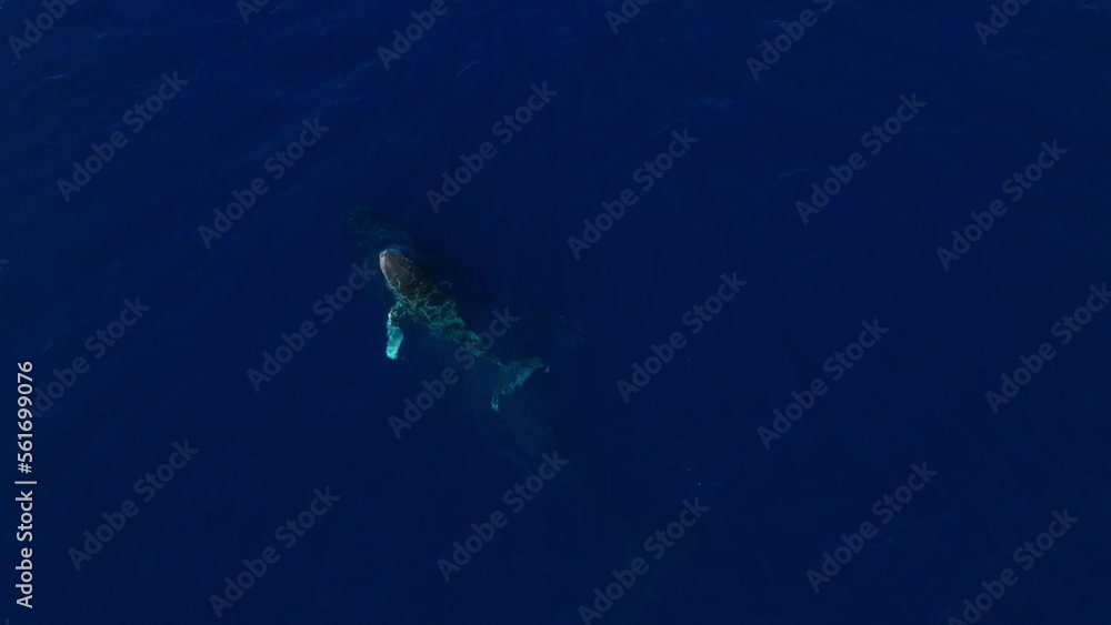 Aerial view of humpback whale breaching while swimming with mother and baby calf in deep blue ocean wildlife Aerial view of humpback whale breaching while swimming with mother and baby calf in deep blue ocean wildlife