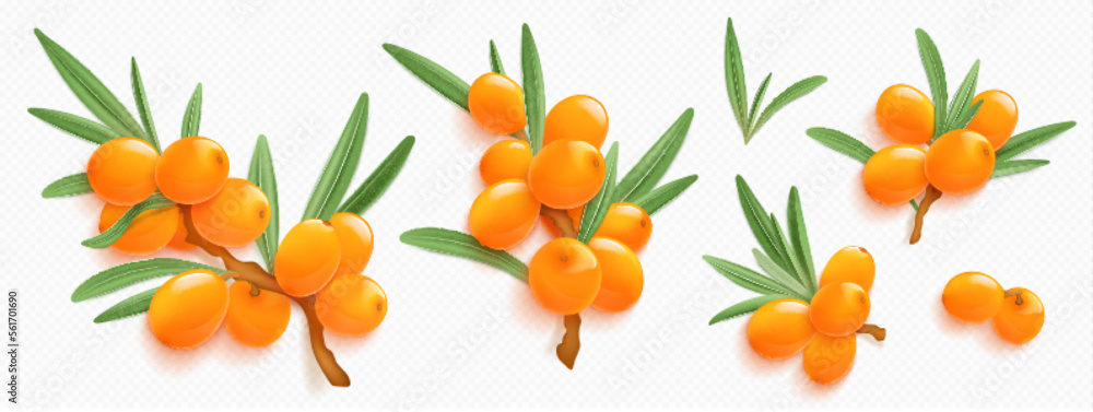 Sea buckthorn branches with orange berries and green leaves isolated on transparent background. Natural plant twigs with fresh seabuckthorn fruits, vector realistic illustration - obrazy, fototapety, plakaty 