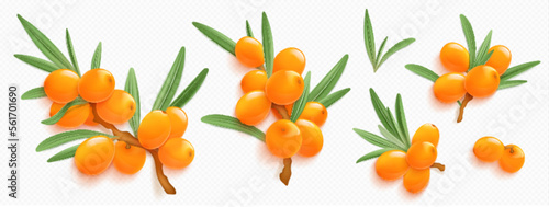 Sea buckthorn branches with orange berries and green leaves isolated on transparent background. Natural plant twigs with fresh seabuckthorn fruits, vector realistic illustration photo