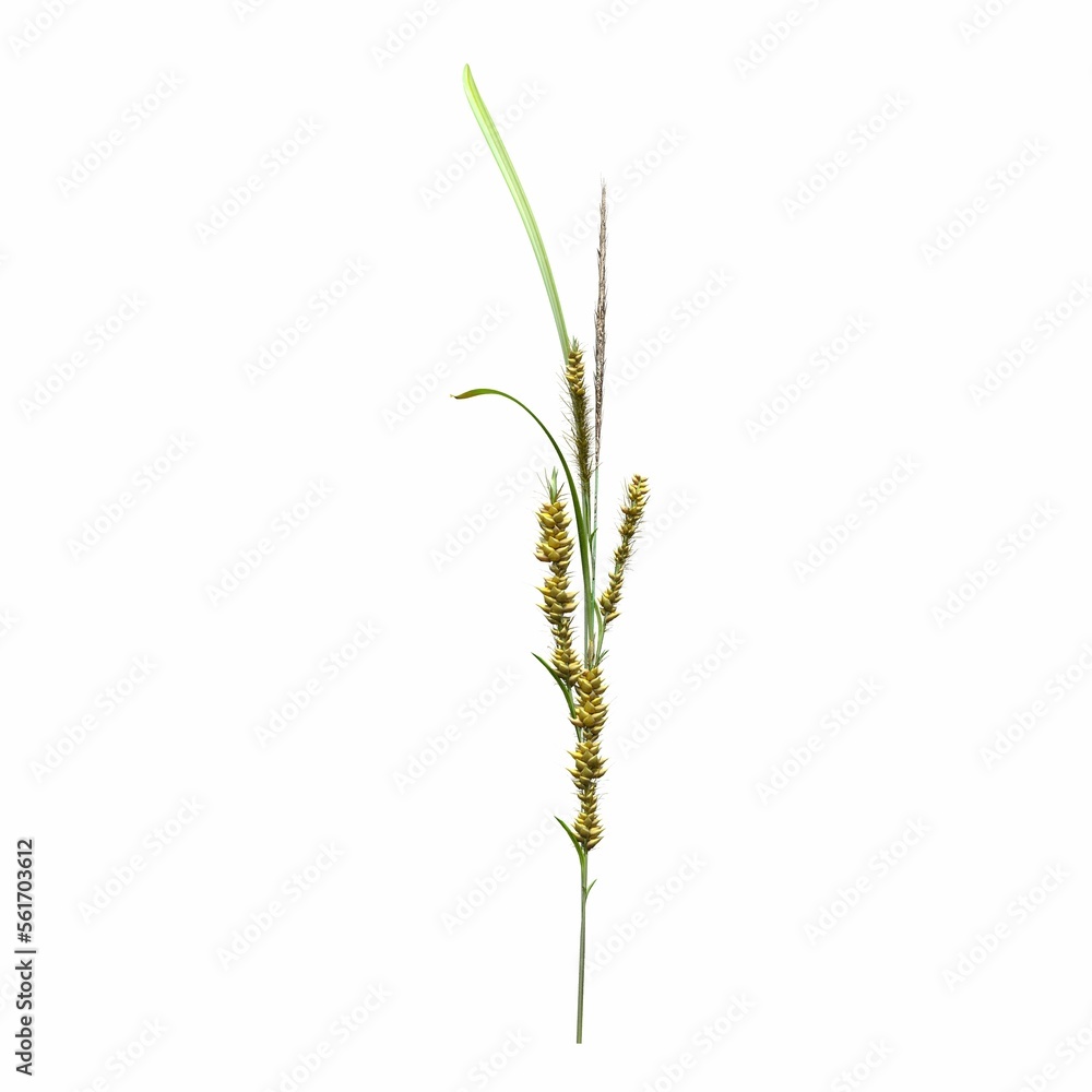 wild field grass, isolated on white background, 3D illustration, cg render wild field grass, isolated on white background, 3D illustration, cg render
