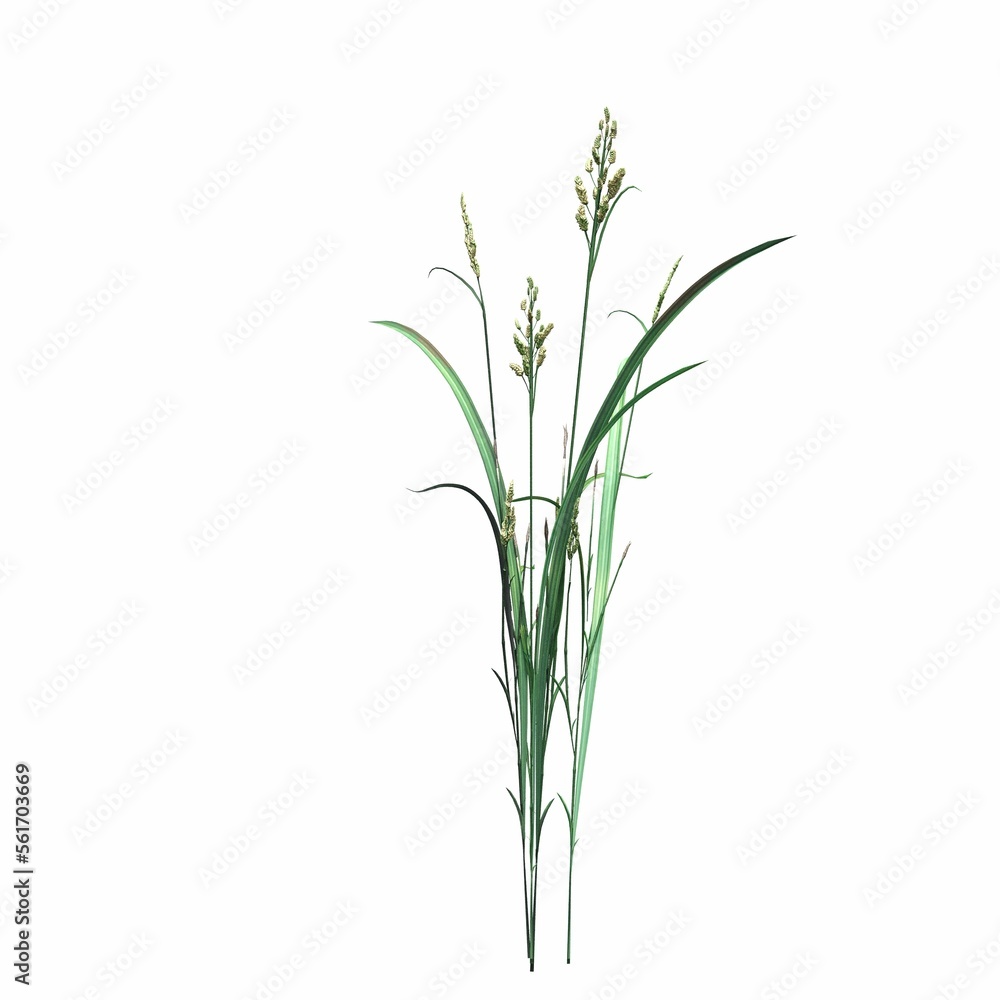 wild field grass, isolated on white background, 3D illustration, cg render wild field grass, isolated on white background, 3D illustration, cg render