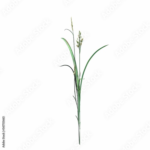 wild field grass, isolated on white background, 3D illustration, cg render