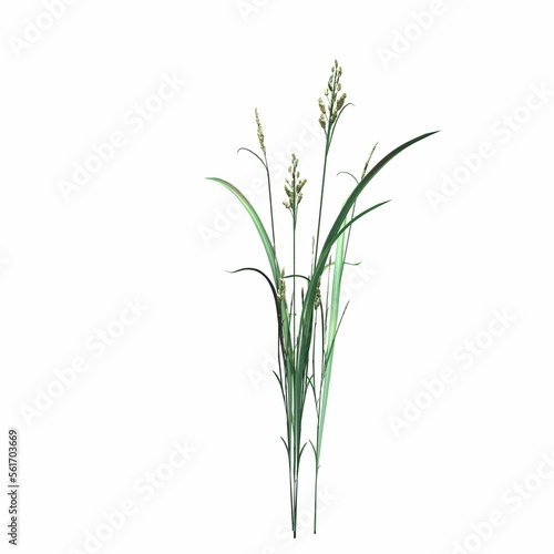 wild field grass, isolated on white background, 3D illustration, cg render