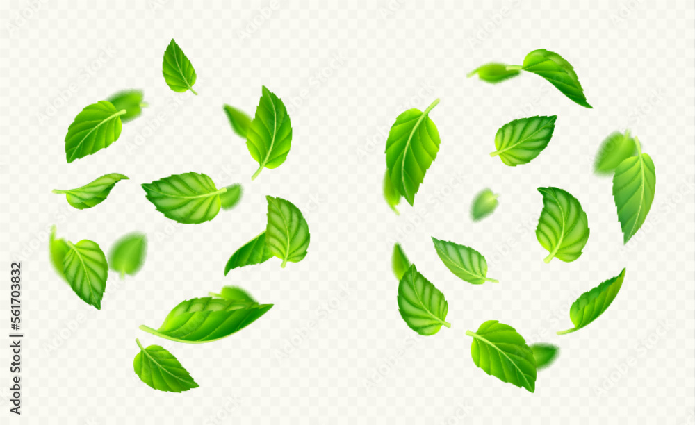 Green mint leaves falling and flying in air. Fresh summer or spring foliage of tea or peppermint, vortex of herbal leaves isolated on transparent background, vector realistic illustration Green mint leaves falling and flying in air. Fresh summer or spring foliage of tea or peppermint, vortex of herbal leaves isolated on transparent background, vector realistic illustration