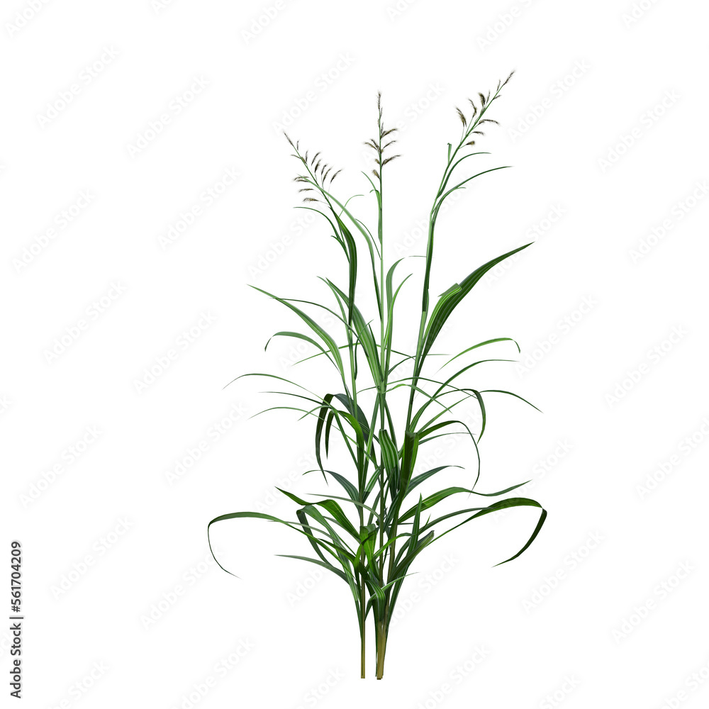 Fototapeta premium wild field grass, isolated on a transparent background, 3D illustration, cg render