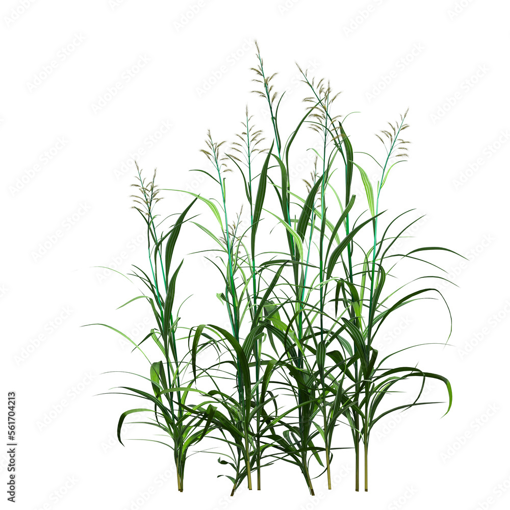 Fototapeta premium wild field grass, isolated on a transparent background, 3D illustration, cg render 