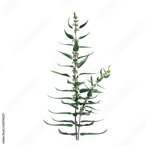 wild field grass, isolated on a transparent background, 3D illustration, cg render 