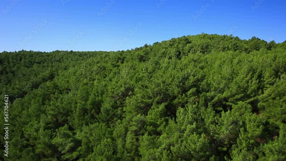 Aerial view of mountainside pine tree forest Aerial view of mountainside pine tree forest
