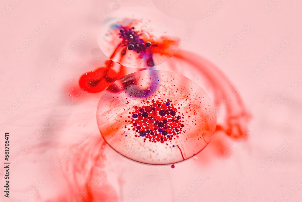 Blood cell smear under microscope for vaccine research, Bacterias and