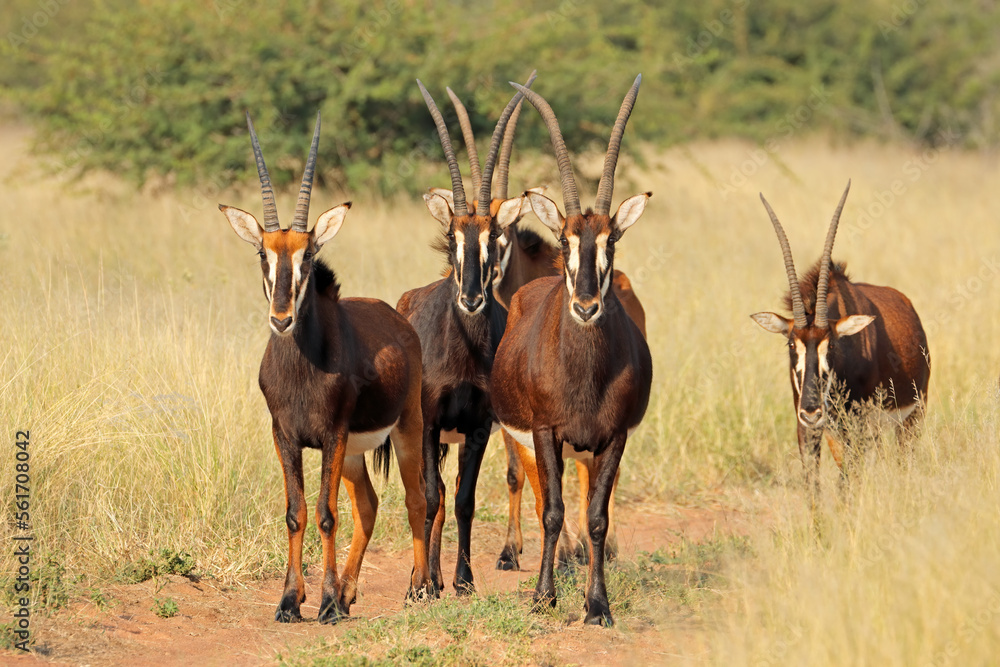 A group of sable antelopes (Hippotragus niger) in natural habitat, South Africa. A group of sable antelopes (Hippotragus niger) in natural habitat, South Africa.