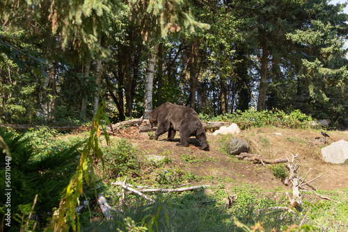 A view of a grizzly bear in the forest.