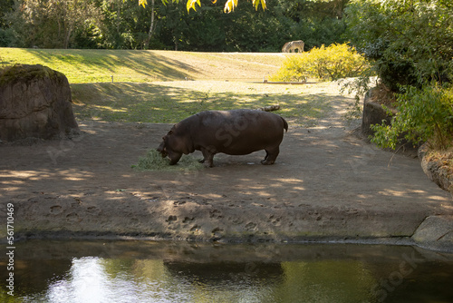 A view of a hippo feeding on dry hay.