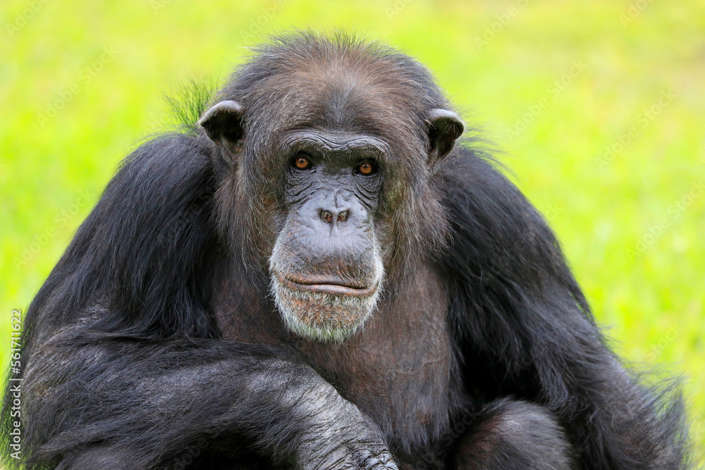 Close-up of a Chimpanzee looking at the camera with green background Close-up of a Chimpanzee looking at the camera with green background
