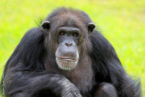 Close-up of a Chimpanzee looking at the camera with green background © vlad_g