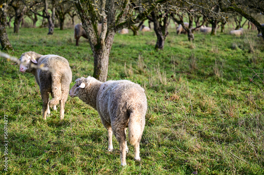 Fototapeta premium Schafe auf einer grünen Wiese einer Steuobstwiese