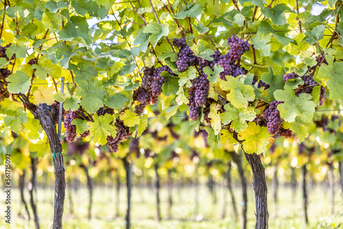 Purple bunches of grapes of the Red Traminer variety in a vineyard ripening before harvest photo