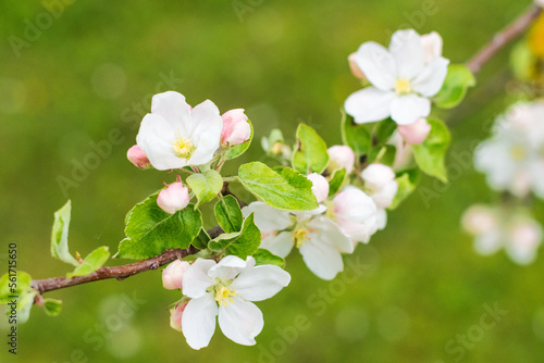 White and pink apple tree flowers on green grass with yellow blossoms background in springtime  nature concept  close up view