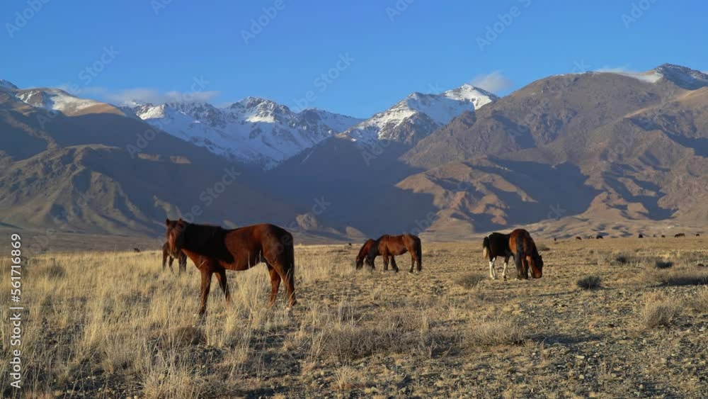 Along the meadows in Kyrgyzstan, a herd of horses is walking. Beautiful view of the high mountains, glaciers. Morning view of horses grazing in front of spectacular snow-capped mountain range. Along the meadows in Kyrgyzstan, a herd of horses is walking. Beautiful view of the high mountains, glaciers. Morning view of horses grazing in front of spectacular snow-capped mountain range.
