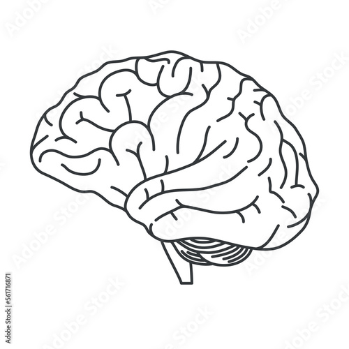 Human brain. Linear vector illustration isolated on white background