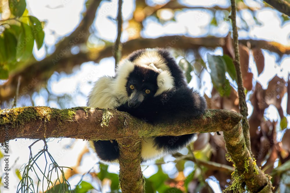 Obraz premium Endemic Black-and-white ruffed lemur (Varecia variegata subcincta), endangered species of ruffed lemur hanged on treetop in natural habitat. Ranomafana National Park. Madagascar wildlife animal.