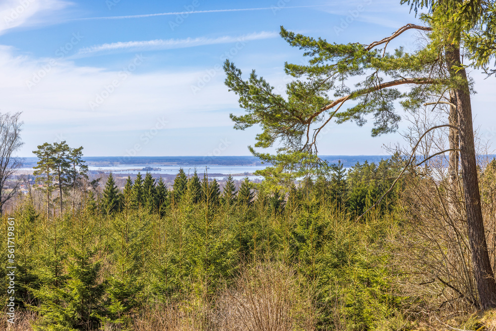 View from a spruce forest on a sunny spring day