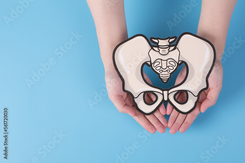 Holding a model of a human pelvis in both hands