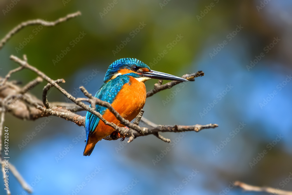 Fototapeta premium カワセミ