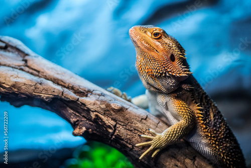 bearded dragon