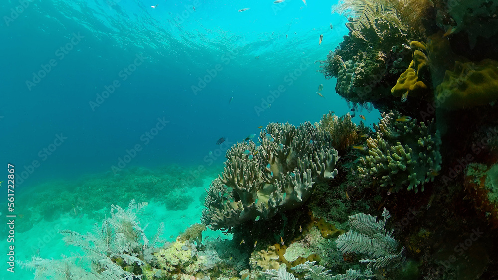 Fototapeta premium Tropical Fish Corals Marine Reef. Underwater Sea Tropical Life. Tropical underwater sea fishes. Underwater fish reef marine. Tropical colorful underwater seascape. Philippines.