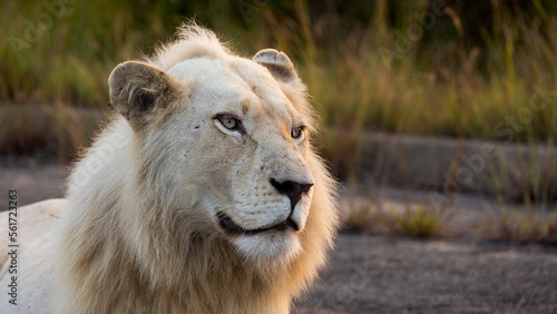 A white male lion on the road in golden hour light