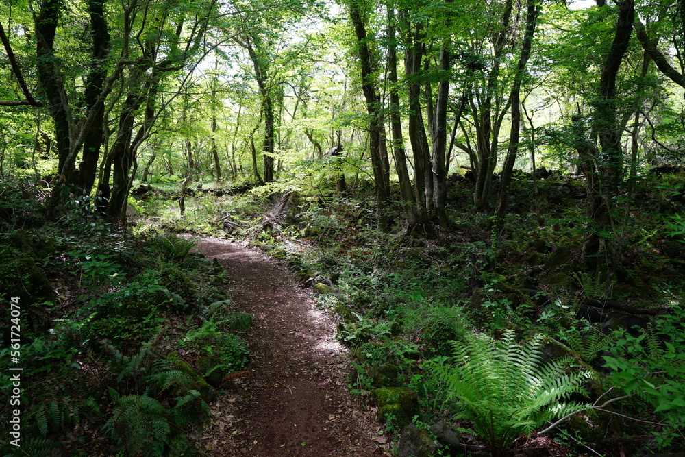 Obraz premium refreshing spring forest in the sunlight