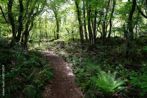 refreshing spring forest in the sunlight