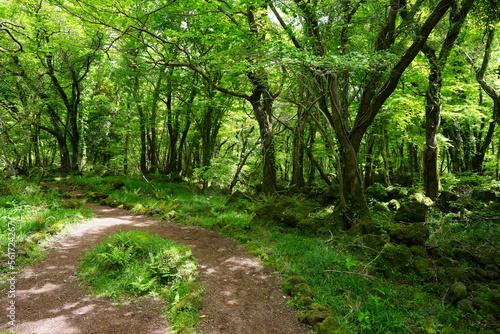 beautiful forest path in spring