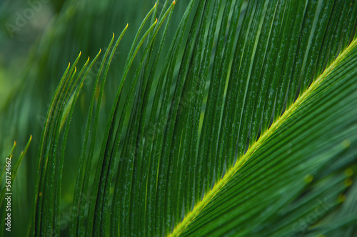 Natural tropical texture background of palm leaf.