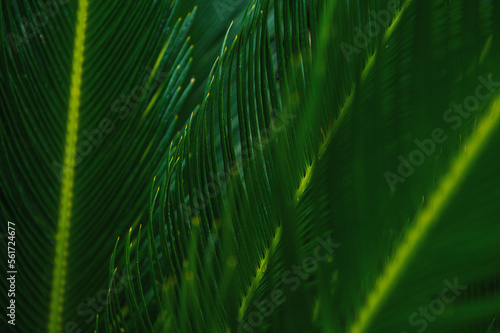 Natural tropical texture background of palm leaf.