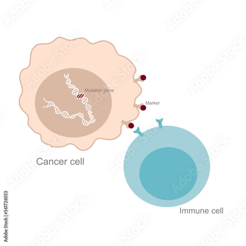 The cancer cell that has mutation gene inside that presents the markers on membrane for triggering the immune cell to destroy the abnormal cell with the specific binding process.
